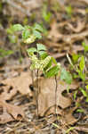 Atlantic poison oak